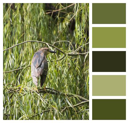 Branch Bird Night Heron Image